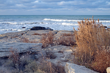 Камыш и море