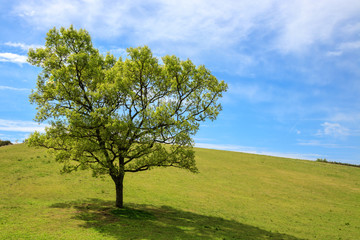高原と一本木