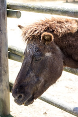 Obraz premium 馬のポートレート