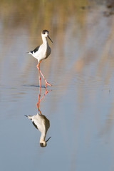 Black winged stilt (Himantopus himantopus) walking in water with reflection, Ranthambore national park, Rajasthan, India.