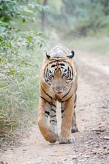 Bengal tiger (Panthera tigris tigris) walking on forest path, looking at camera, Ranthambhore National Park, Rajasthan, India.