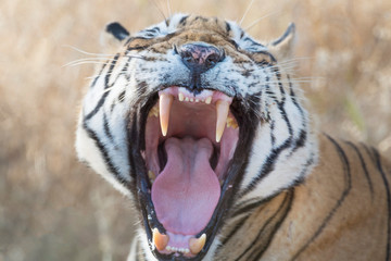 Bengal tiger (Panthera tigris tigris) portrait, yawning, Ranthambhore National Park, Rajasthan,...