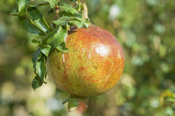 Ripe pomegranate fruit on tree branch. Pomegranate, Punica granatum