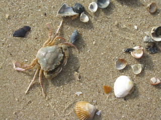 Seashore, sand, korsky crab, shells, pebbles, seaweed.