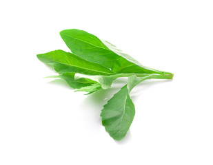 Fresh green leaf on white background.