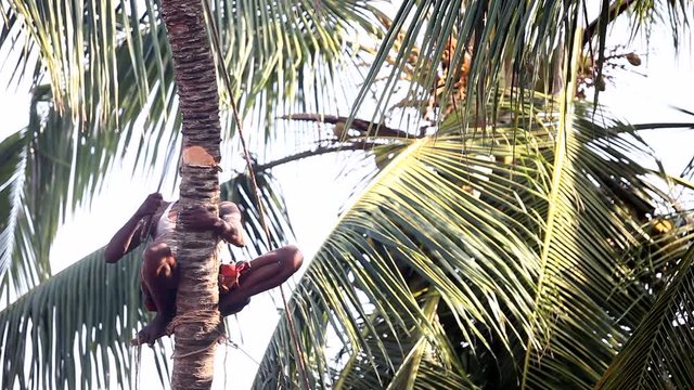 man squats nicking palm tree trunk tries to knock down
