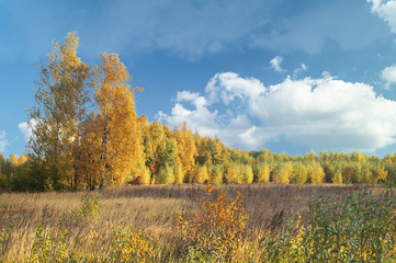 Autumn landscape with floor and wood