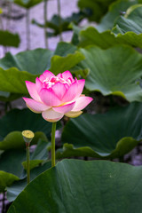 蓮の花　和風イメージ