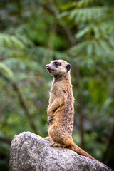 ミーアキャットのポートレート