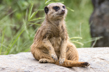 ミーアキャットのポートレート