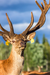 Closeup Look of Reindeers Running Around in Latvia