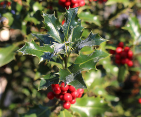 Symbol of Christmas in Europe. Closeup of holly beautiful red berries and sharp leaves on a tree in...