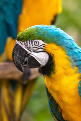 ルリコンゴウインコ