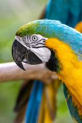 ルリコンゴウインコ