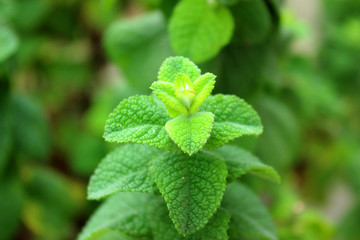 Hortela Menta Tempero Cha Mint