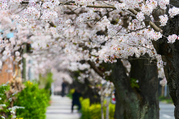 長瀞、北さくら通り。日本の春、満開の桜並木。埼玉　日本。４月初旬。
