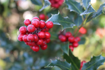 Symbol of Christmas in Europe. Closeup of holly beautiful red berries and sharp leaves on a tree in autumn weather.