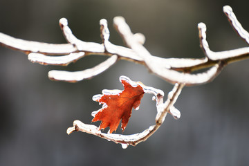 Auburn is the last leaf of an oak tree on a branch in the ice.
