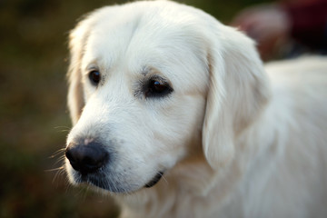 Golden retriever