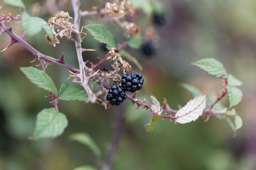 Fruits of a holy bramble (Rubus sanctus)