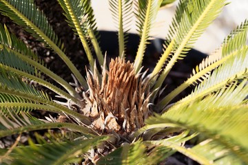 Naklejka na ściany i meble Leaves from a sago palm (Cycas revoluta)