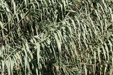 Obraz premium Giant miscanthus (Miscanthus x giganteus)