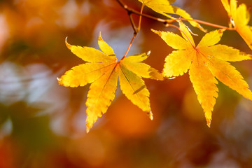 紅葉、秋イメージ