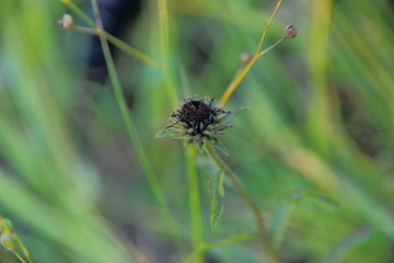 The original plant on the background of the bokeh of the garden. Cropped shot, bokeh, close-up,...