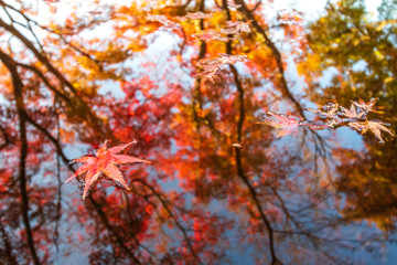 水面と紅葉、秋イメージ