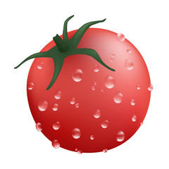fresh tomato illustration