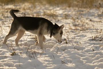 Young husky puppy on a walk in the snow field