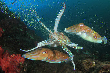 Pharaoh Cuttlefish mating pair 