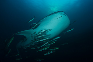 Fototapeta premium Whale Shark 