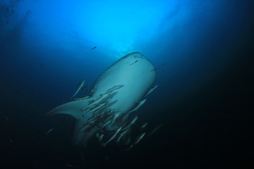 Whale Shark 