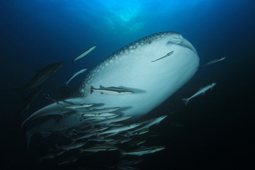 Fototapeta na wymiar Whale Shark 