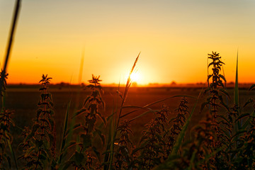 Sunset in the Field