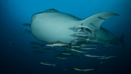 Whale Shark 