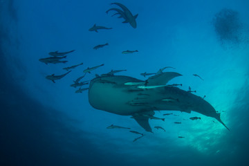 Whale Shark 