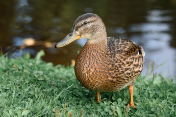 Close-up of a wild, female Mallard Duck standing on the grass on background of lake.