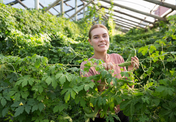 Woman taking care of chinese cucumber