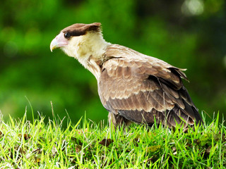 Hawk