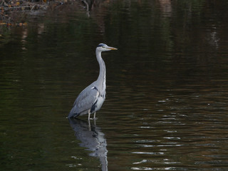 Grey heron portrait wading in river