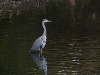 Fototapeta premium Grey heron portrait wading in river