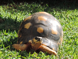 Tortue
