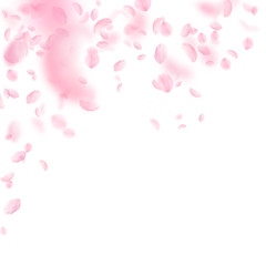 Sakura petals falling down. Romantic pink flowers 