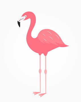 Cute flamingo bird isolated on white icon