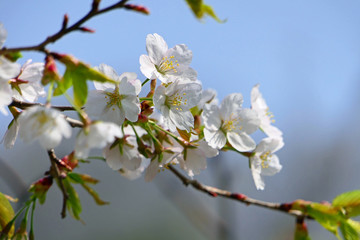 日本の春、桜の季節。長瀞　埼玉　日本。４月初旬。