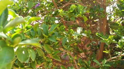 green tree in the garden