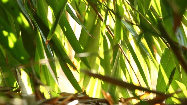 Bamboo  leaves with sunlight in Chiangmai Thailand

