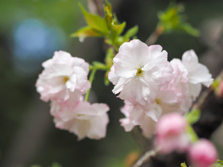 Naklejka na ściany i meble blooming cherry blossom tree